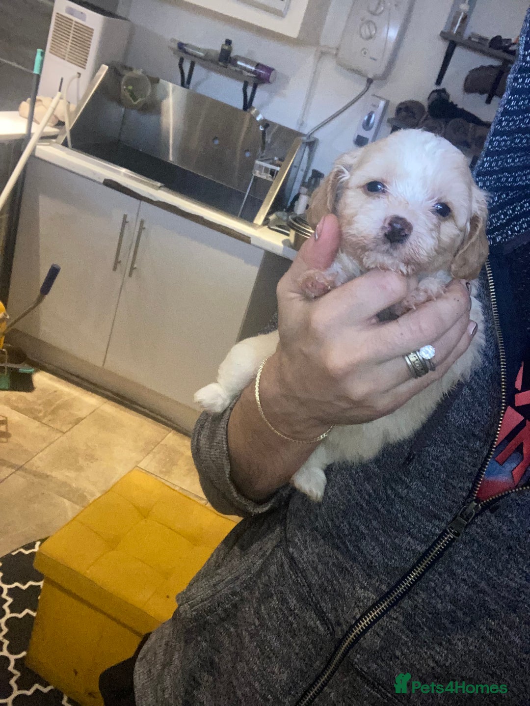 Shihpoo dogs for sale: WAITING LIST for Our 2026 Toy Shihpoo - Advert 12