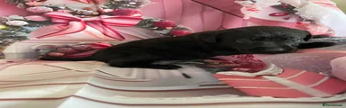 Labrador Retriever 8