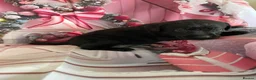 Labrador Retriever dogs for sale: Labrador puppies deposit secures in Castleford - Advert 15