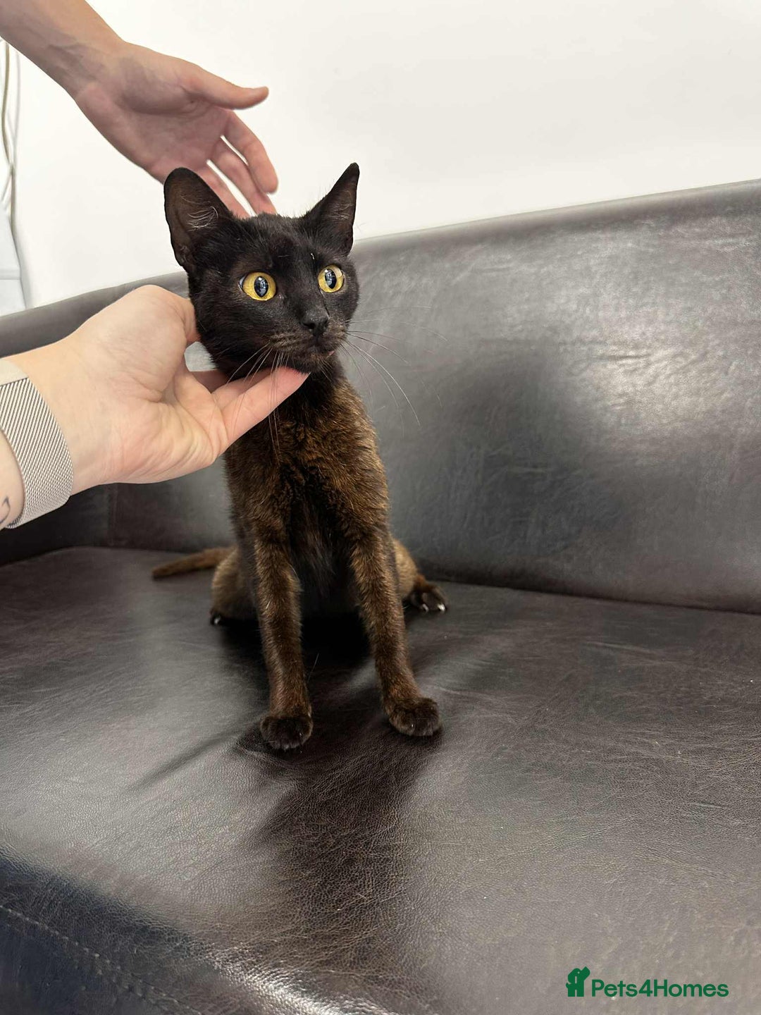 Mixed Breed cats for adoption: Zena for adoption - Advert 3