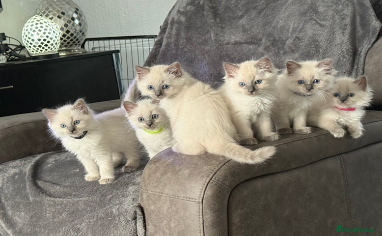Ragdoll cats - Advert 6