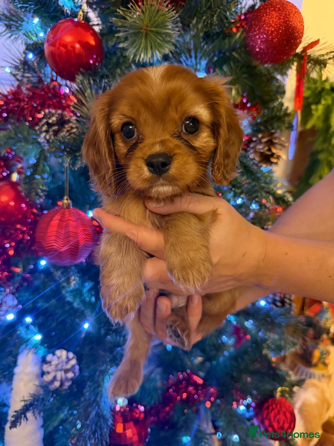 Cavalier King Charles Spaniel dogs for sale: Beautiful KC Registered Boy ✨ Health Tested ✨ - Advert 40