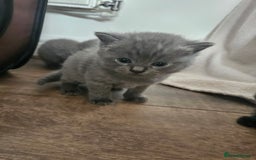 British Shorthair cats for sale: Beautiful rag doll x British short hair - Image 5