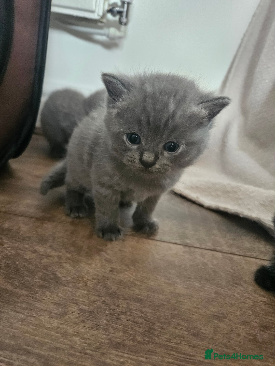 British Shorthair cats for sale: Beautiful rag doll x British short hair - Image 5