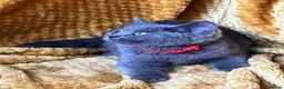 Mixed Breed cats for sale: 🏆GCCF Elizabeth (Ragdoll) x Toras (BSH) kittens🐾 - Advert 25