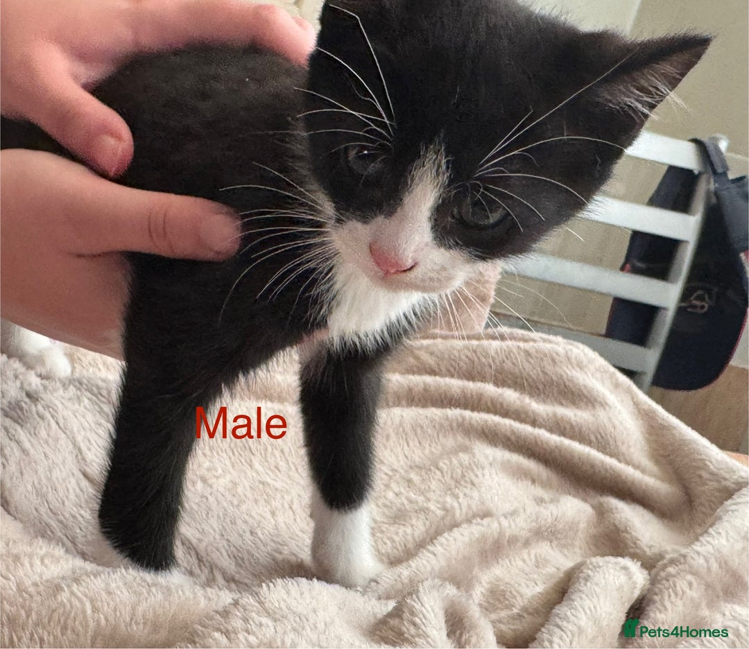 British Shorthair cats for sale: One beautiful Ginger Tom, and his five siblings. - Image 3