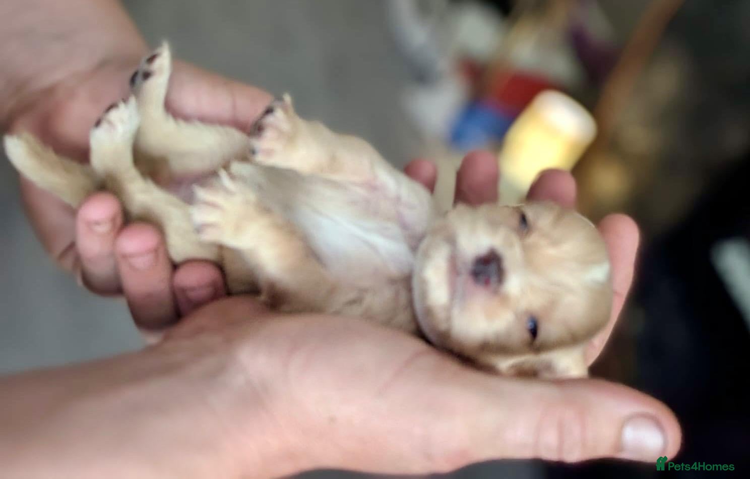 Cocker Spaniel dogs Stunning working cocker spaniel puppys - Advert 2