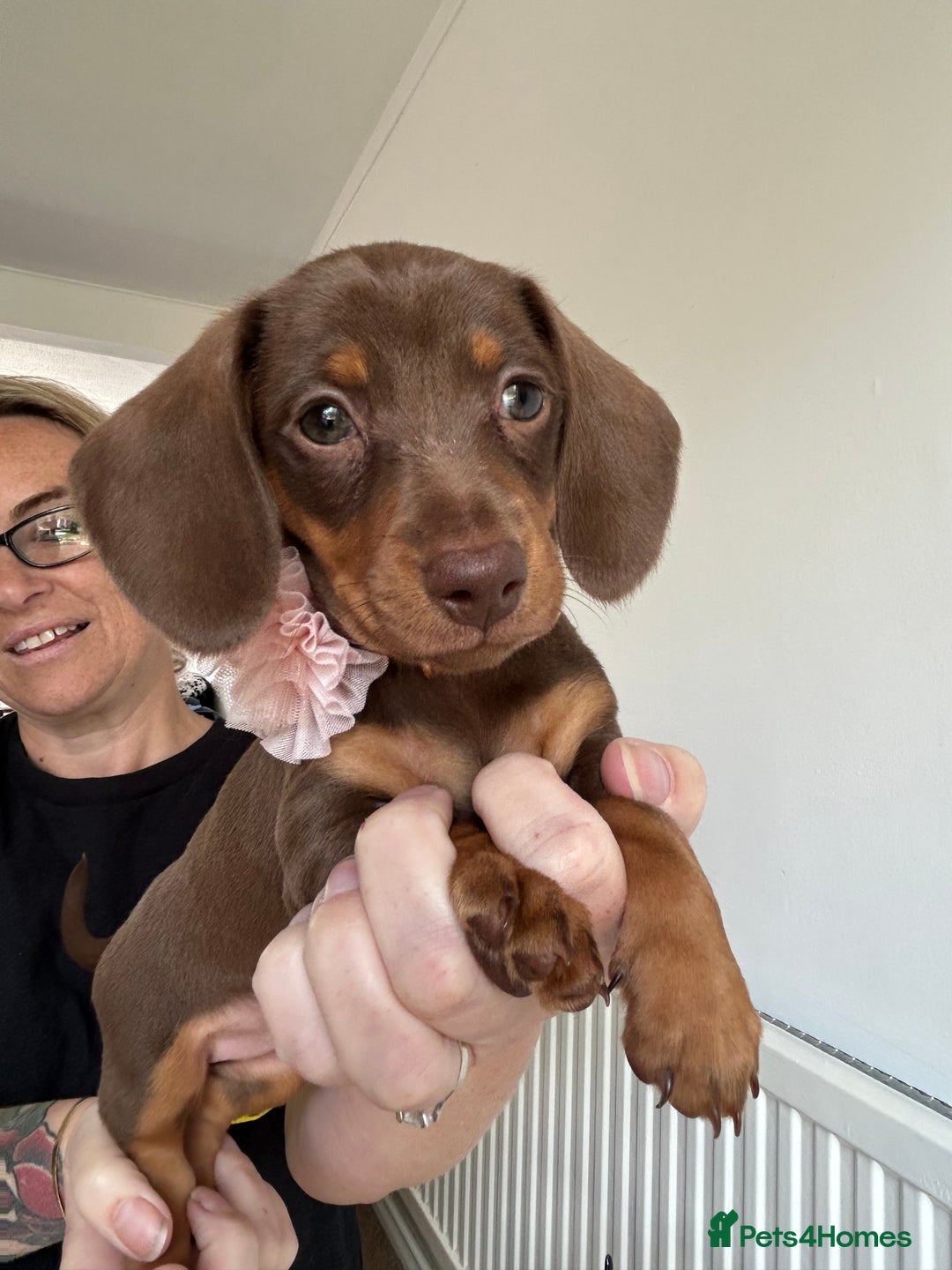 Miniature Dachshund dogs for sale: Miniature Dachshund Pups  in Banbury - Image 39