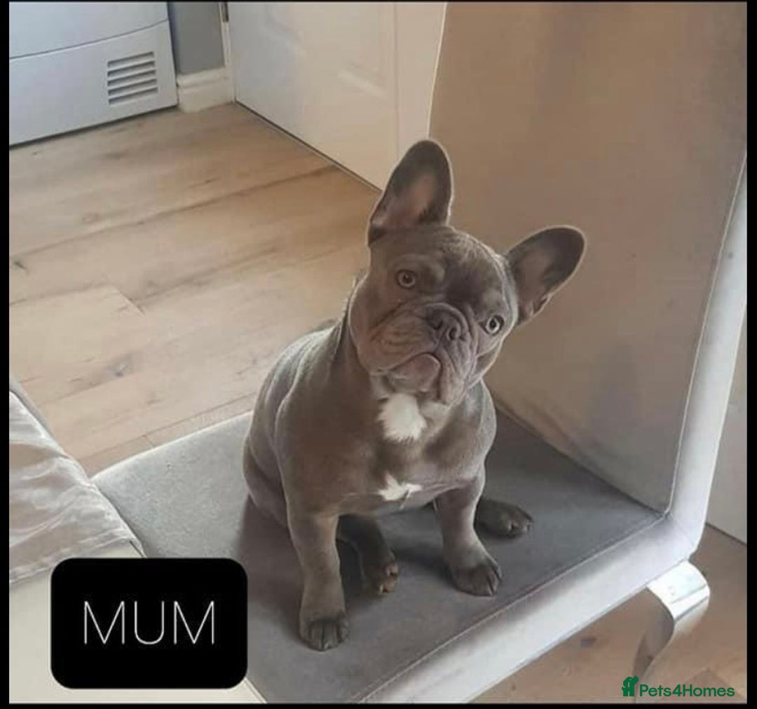 French Bulldog dogs for stud: LOKI “THE SON OF MISCHIEF” lilac Tan  in Coatbridge - Image 13