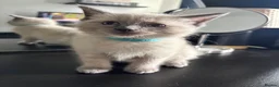 Ragdoll cats for sale: Ragdoll x mink tonkinese kittens  - Advert 12