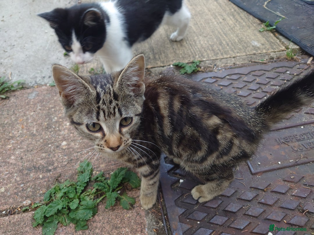 Mixed Breed cats for sale: 3 female kittens - Image 2