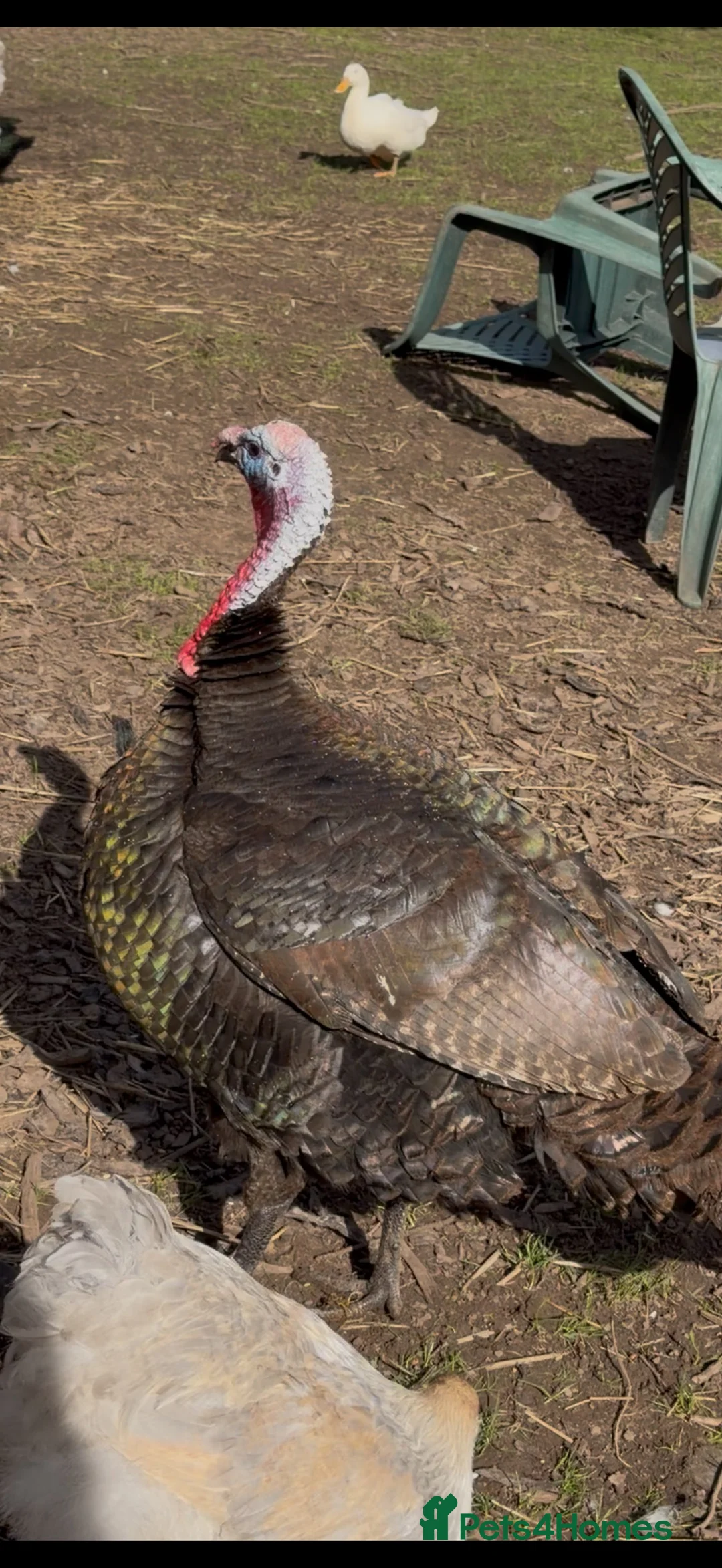 Turkeys poultry for sale: Stunning breeding quartet of Turkeys in Birmingham - Advert 2