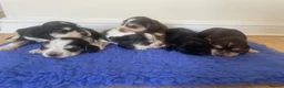 Cocker Spaniel dogs for sale: Beautiful cocker spaniels  - Advert 1