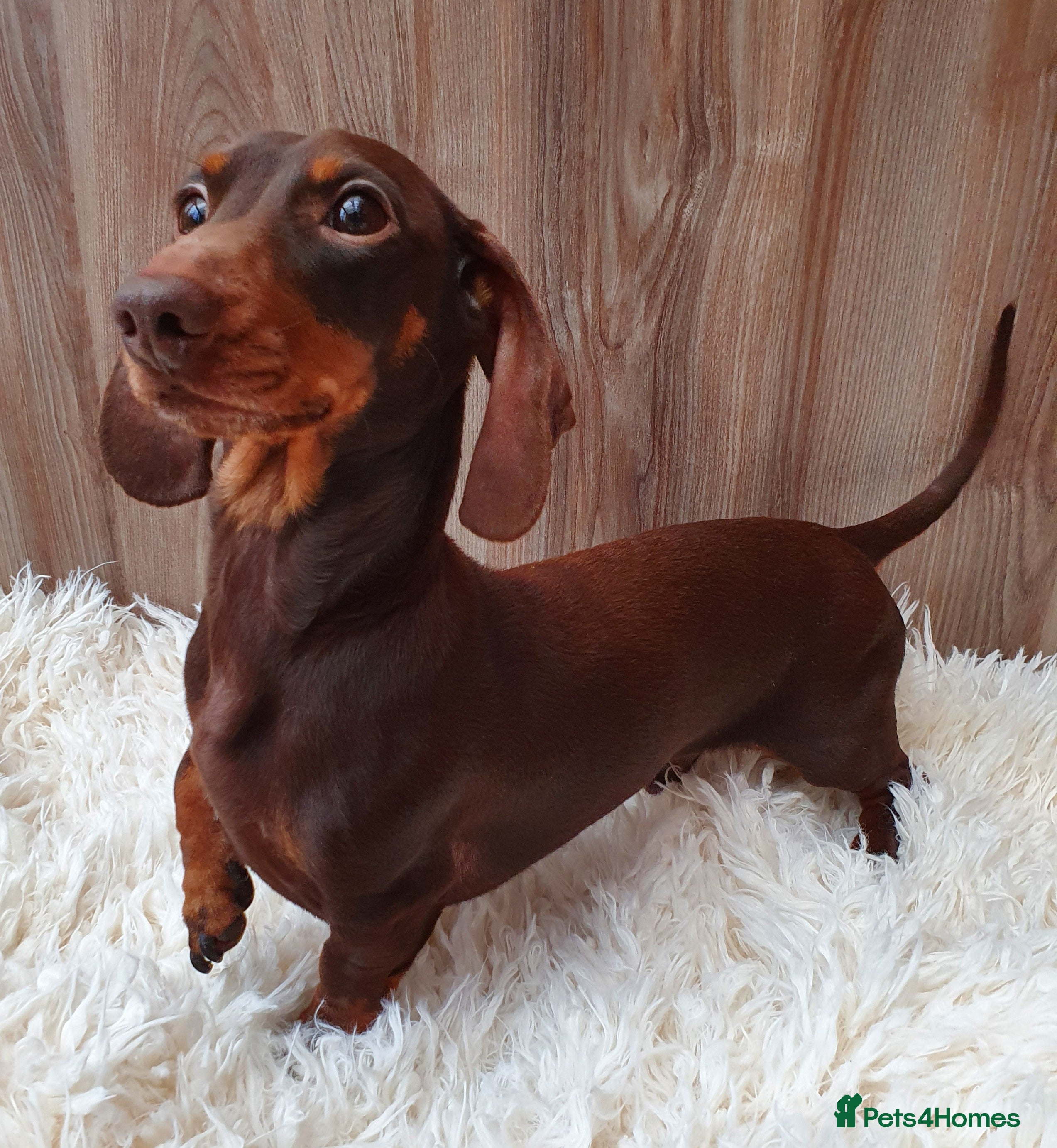 Miniature Dachshund dogs Hereditary Pra Clear, KC Registered, Miniature Dac in Wigston - Advert 21