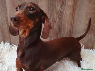 Miniature Dachshund dogs Hereditary Pra Clear, KC Registered, Miniature Dac in Wigston - Advert 14