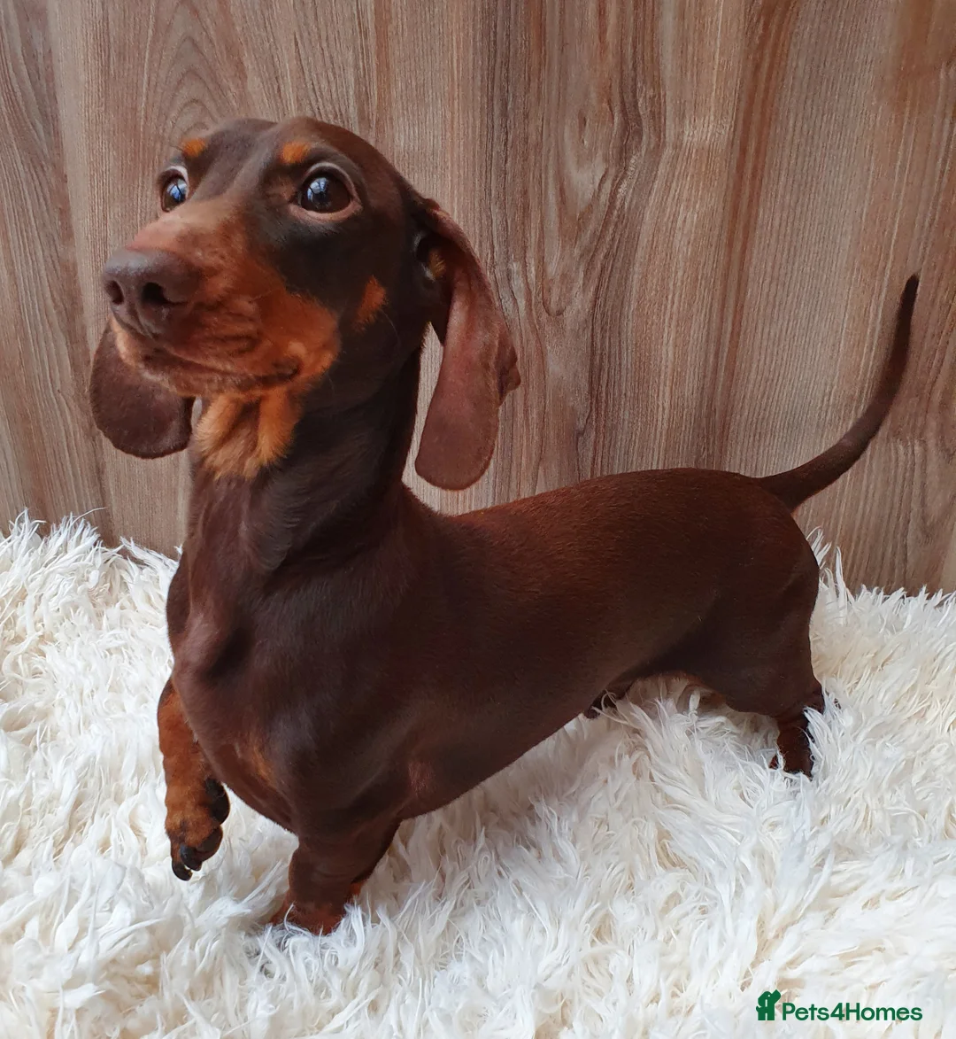 Miniature Dachshund dogs for stud: Hereditary Pra Clear, KC Registered, Miniature Dac in Wigston - Advert 1