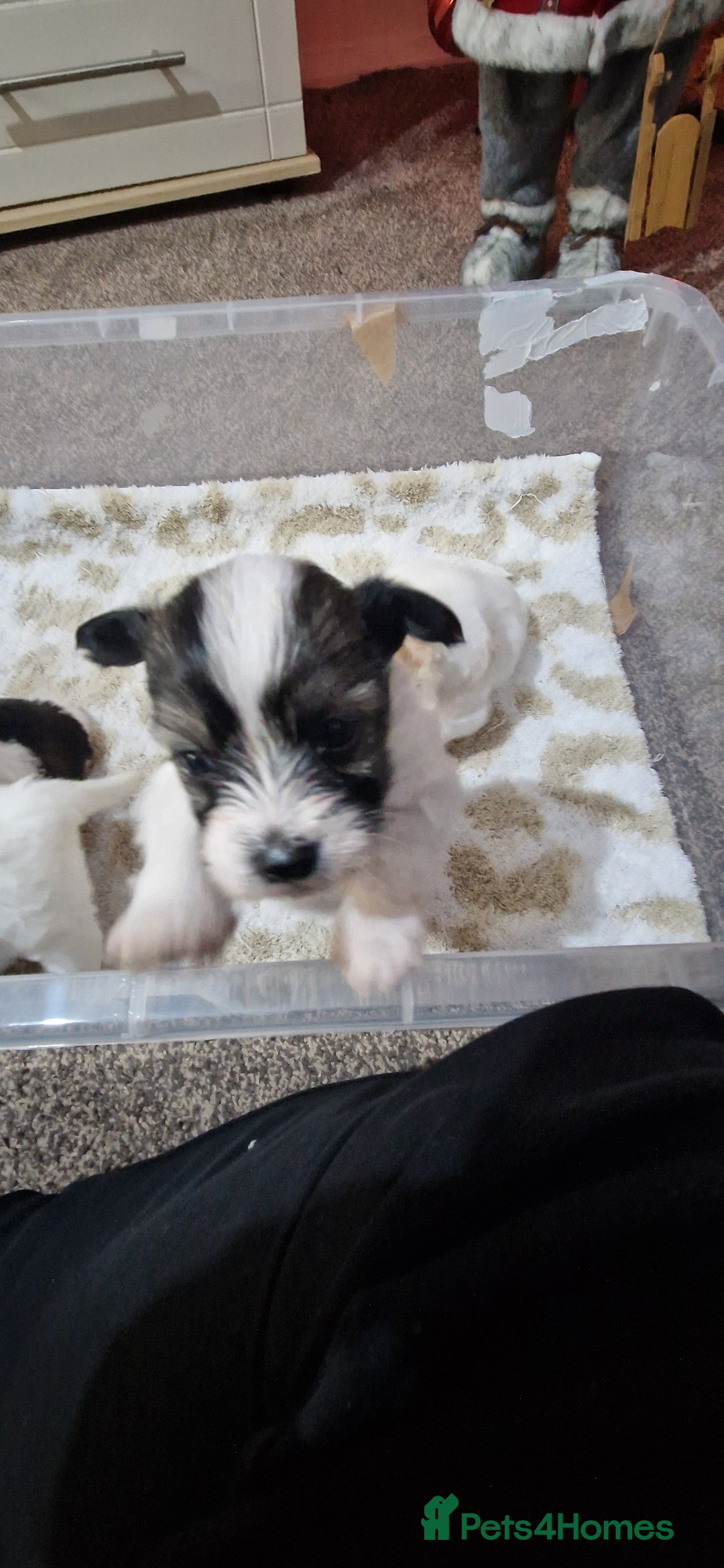 Mixed Breed dogs for sale: Bichon havaneze! - Advert 11
