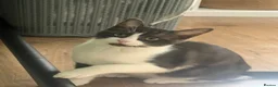 Mixed Breed cats for sale: 🐾 Push Pop & Mouse  - Advert 7