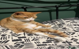 British Shorthair cats for sale: 4 year old ginger girl - Image 4