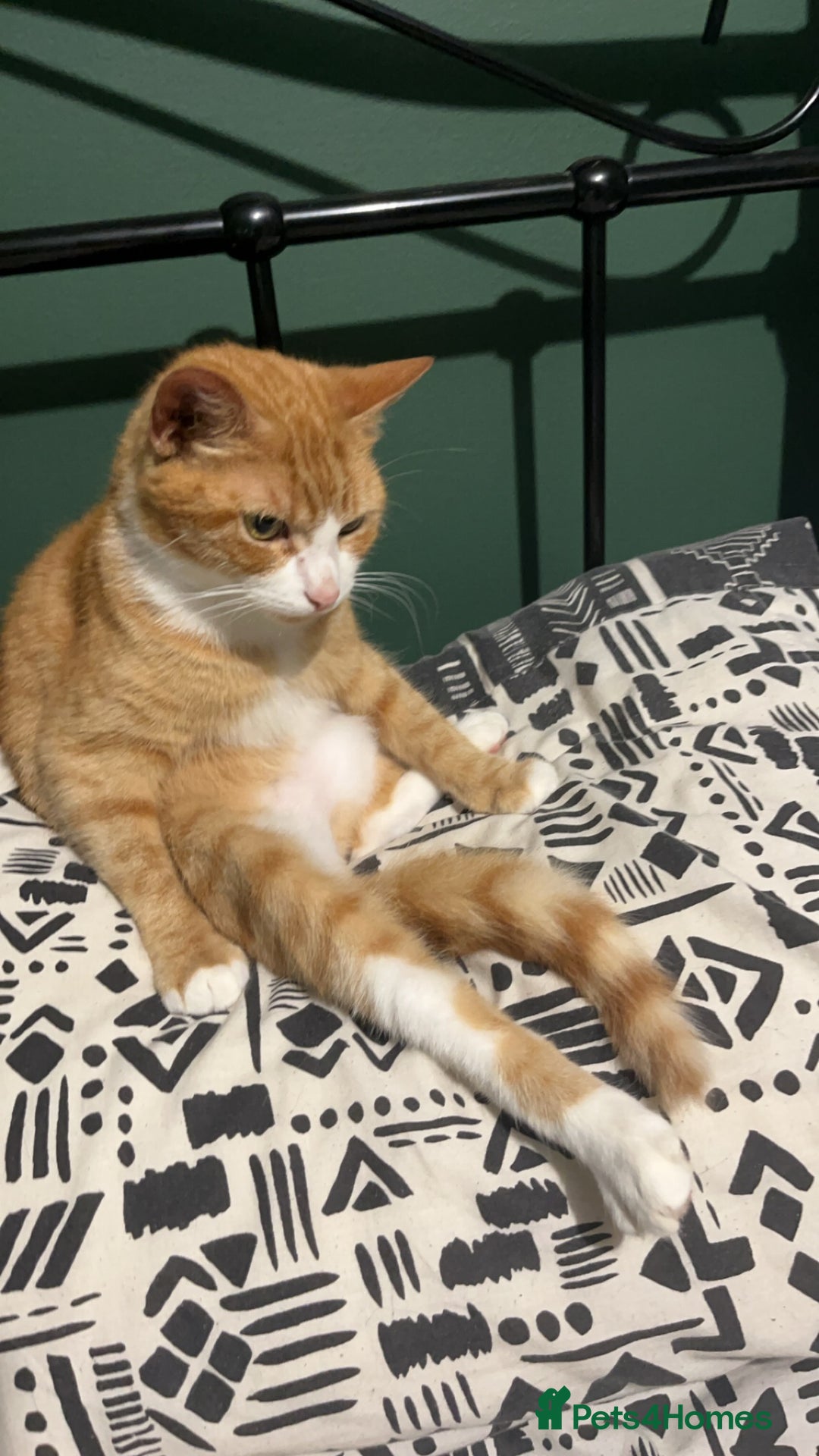 British Shorthair cats for sale: 4 year old ginger girl - Image 4