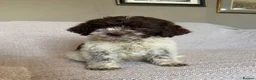 Lagotto Romagnolo dogs for sale: 🐾 Lagotto Lab Puppies 🐾 - Advert 3