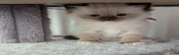 Ragdoll cats for sale: 🏆 GCCF Champion Ragdolls • Active Considered - Advert 39