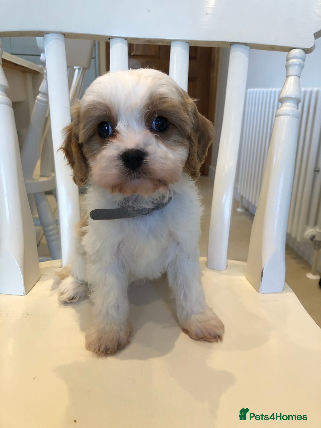 Cavapoo dogs for sale: Adorable Cavapoo Puppies  - Advert 28