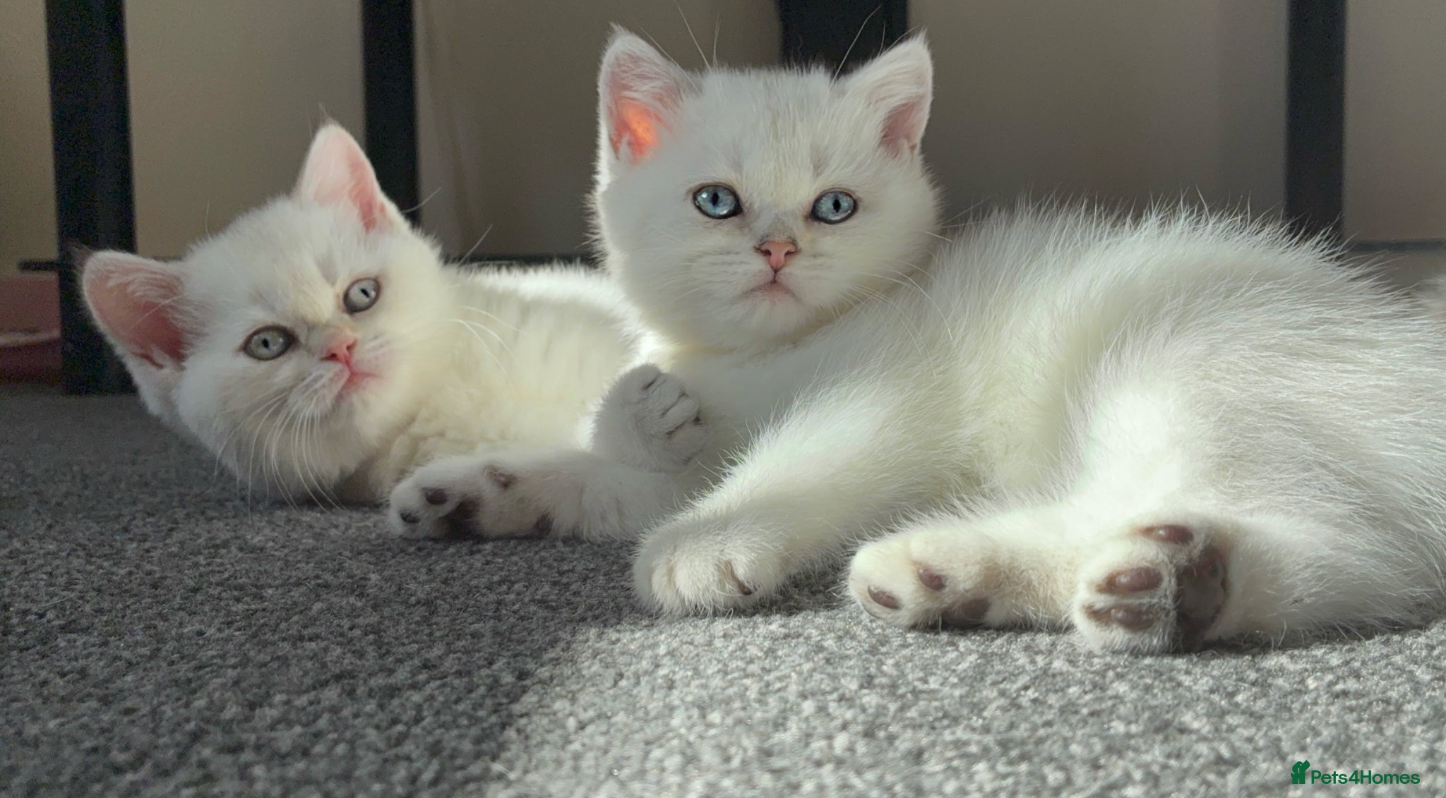 British Shorthair cats Stunning GCCF Gold/Silver Tipped BSH Kittens - Advert 14