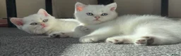 British Shorthair cats for sale: Stunning GCCF Gold/Silver Tipped BSH Kittens - Advert 1