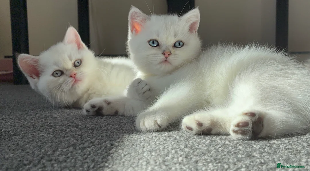 British Shorthair cats for sale: Stunning GCCF Gold/Silver Tipped BSH Kittens - Advert 1
