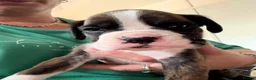 Boxer dogs for sale: Gorgeous K.C boxer pups for sale - Advert 12