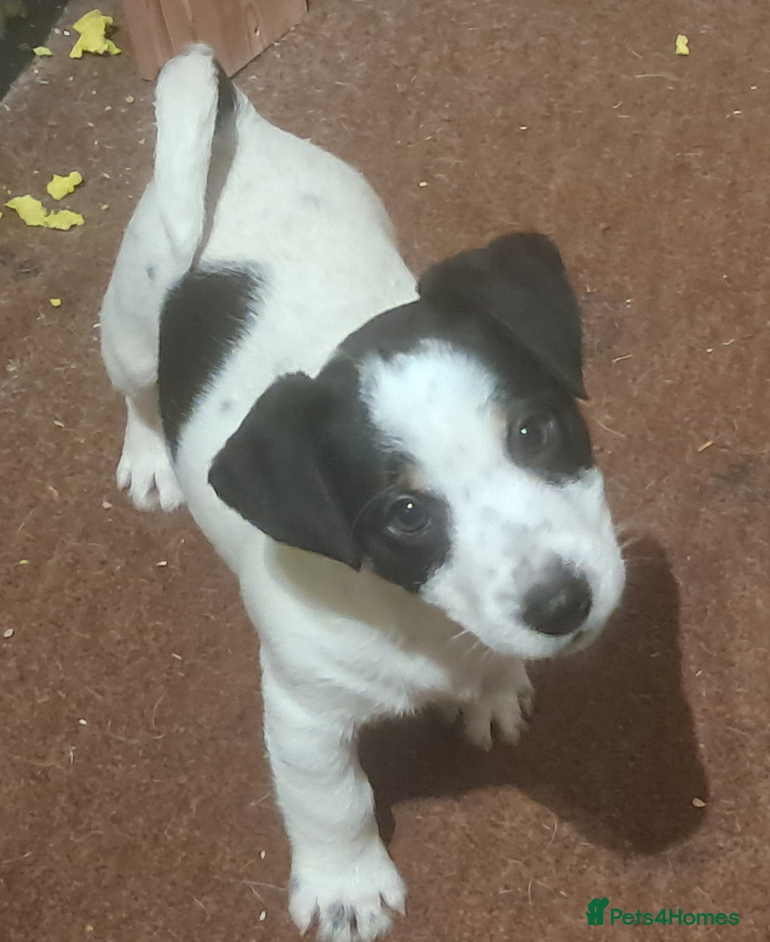 Jack Russell dogs for sale: KC Jack Russell pups, DNA Clear- LOA, SCA, PLL - Advert 12