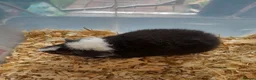 Guinea Pig rodents for sale: A pair of baby Teddy boys  - Advert 5