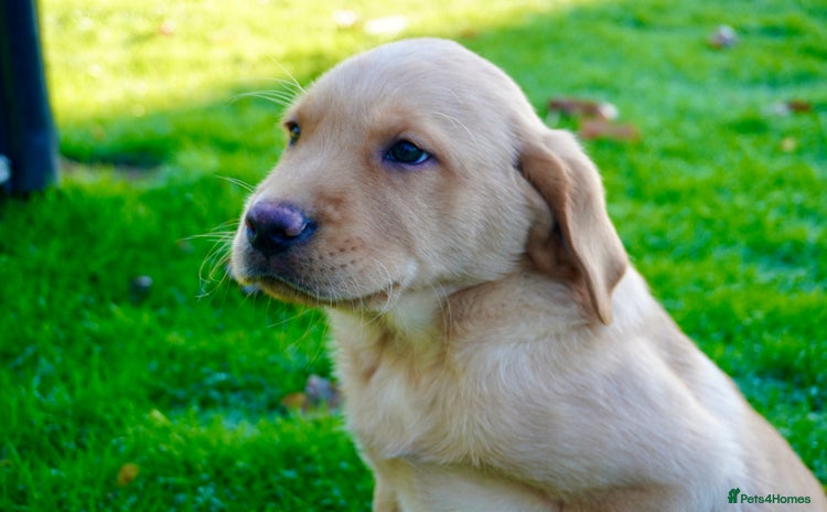 Labrador Retriever dogs Stunning Chunky Labrador Puppies  - Advert 1