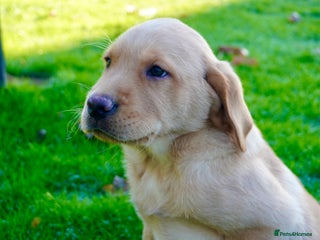 Labrador Retriever dogs Stunning Chunky Labrador Puppies - Advert 4