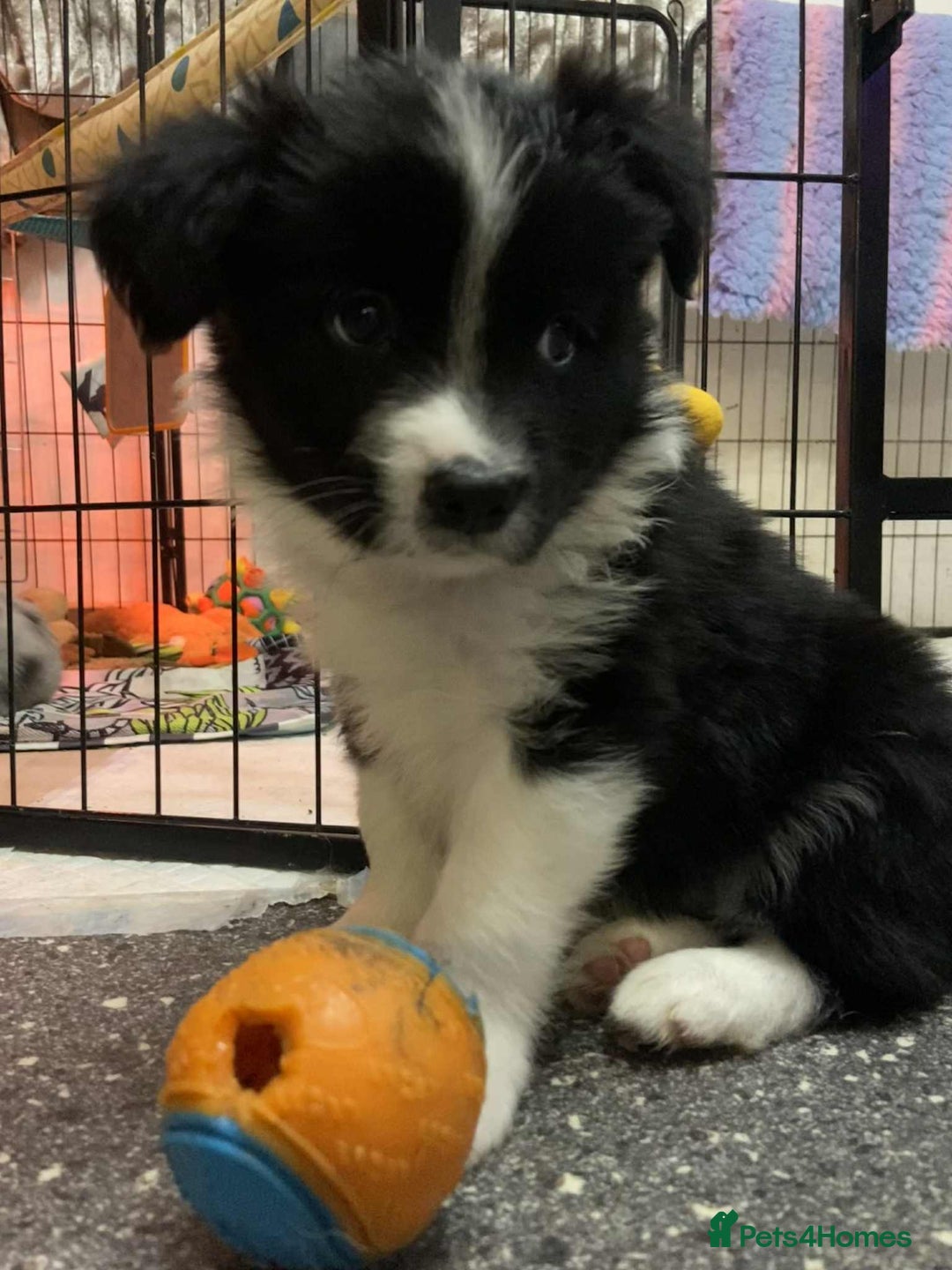 Border Collie dogs for sale: Black and white border collie pup - Advert 1