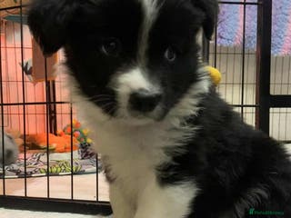 Border Collie dogs Black and white border collie pup - Advert 2