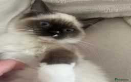 Ragdoll cats for sale: Two beautiful Ragdoll girls available  - Image 10