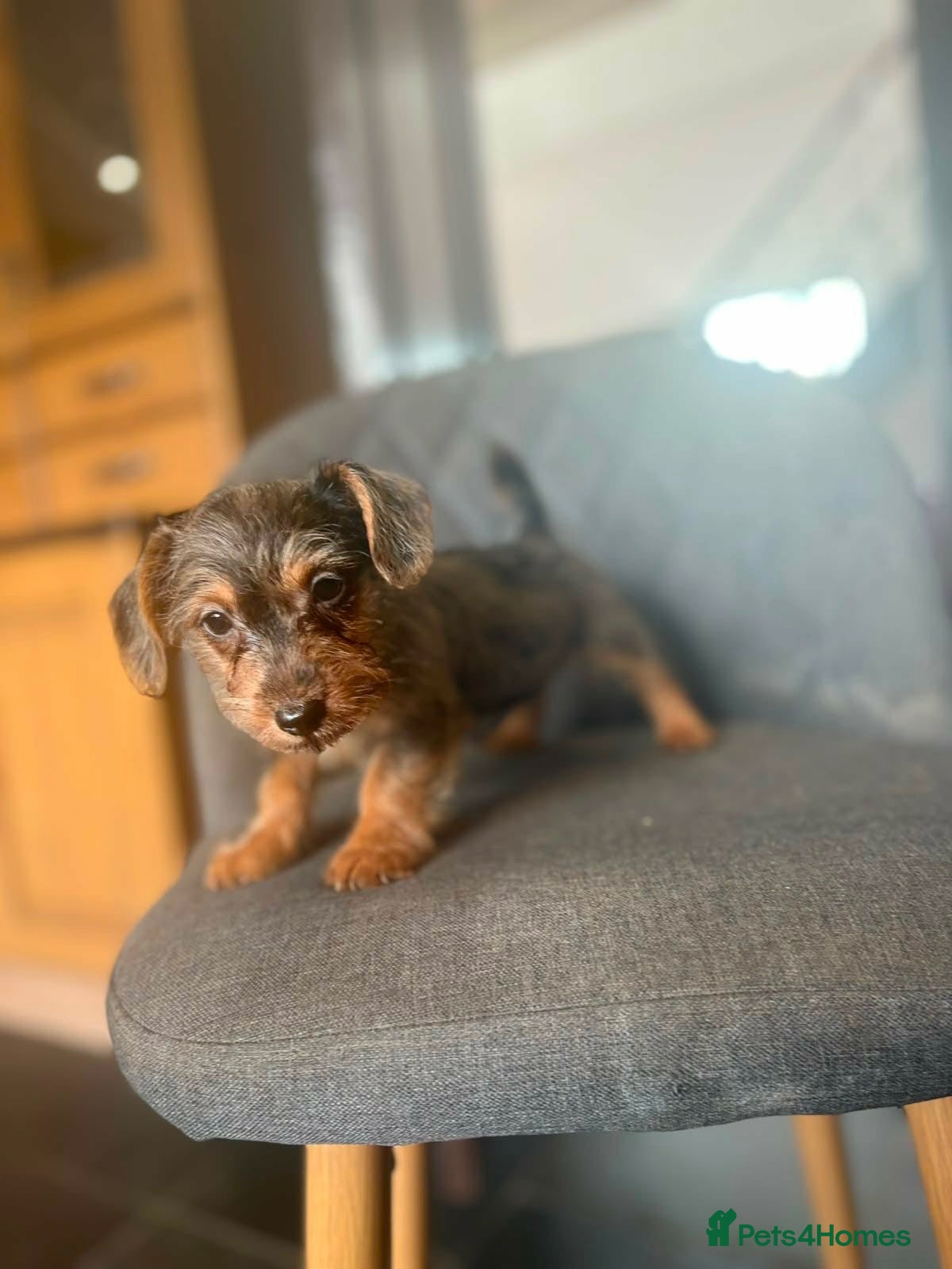 Mixed Breed dogs Welsh Terrier x Jack Russell Puppies Ready To Go - Advert 1