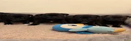 Staffordshire Bull Terrier dogs for sale: Chunky KC Registered Staffordshire Puppies - Advert 4