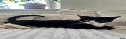 Domestic Shorthair cats for sale: 3-year-old Black Tuxedo Domestic Shorthair - Advert 3