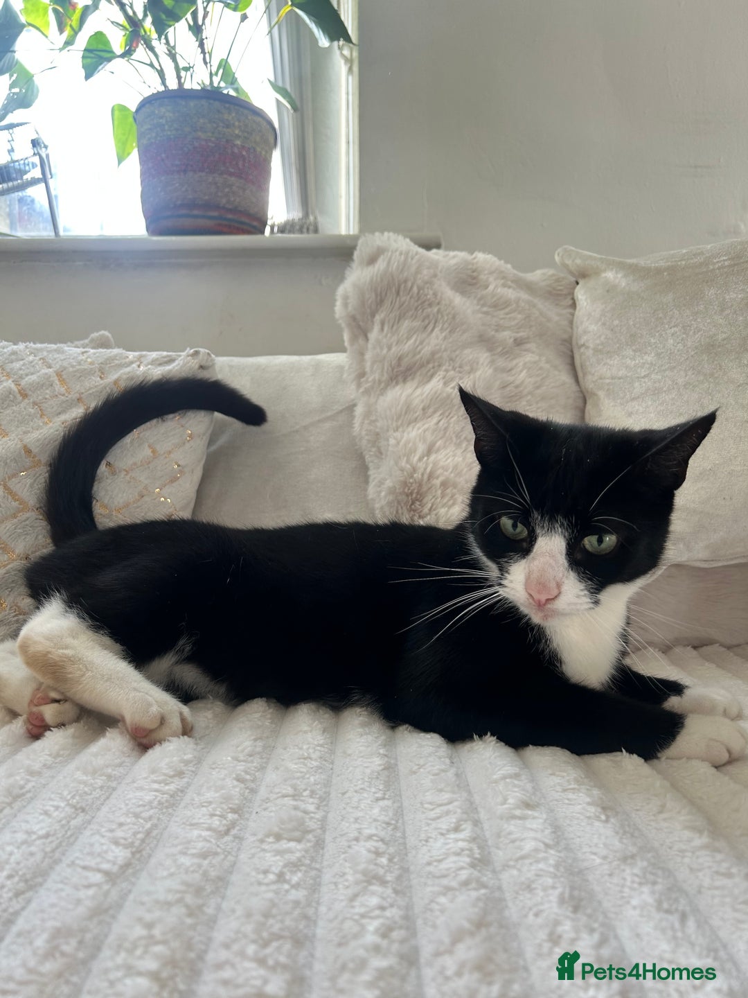 Domestic Shorthair cats for sale: 3-year-old Black Tuxedo Domestic Shorthair - Image 3