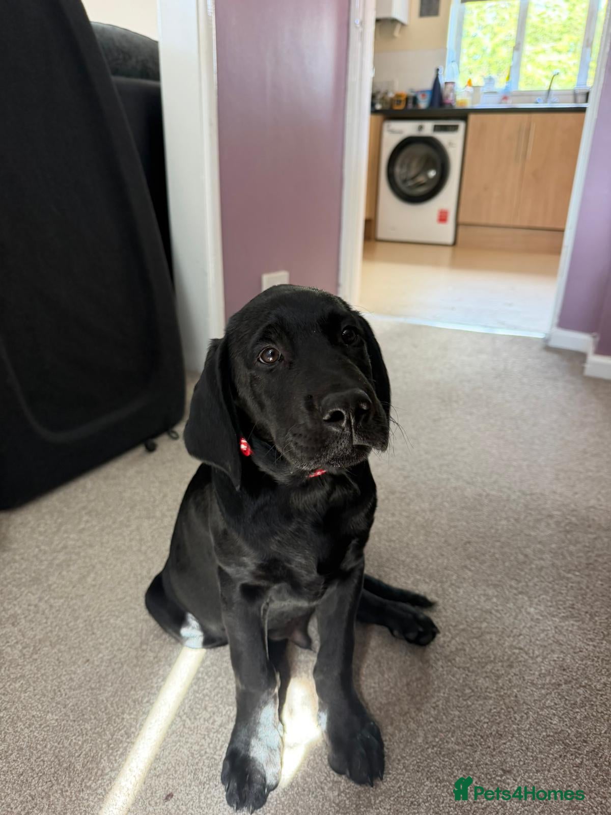 Labrador Retriever dogs Gus - one gorgeous boy available  - Advert 8