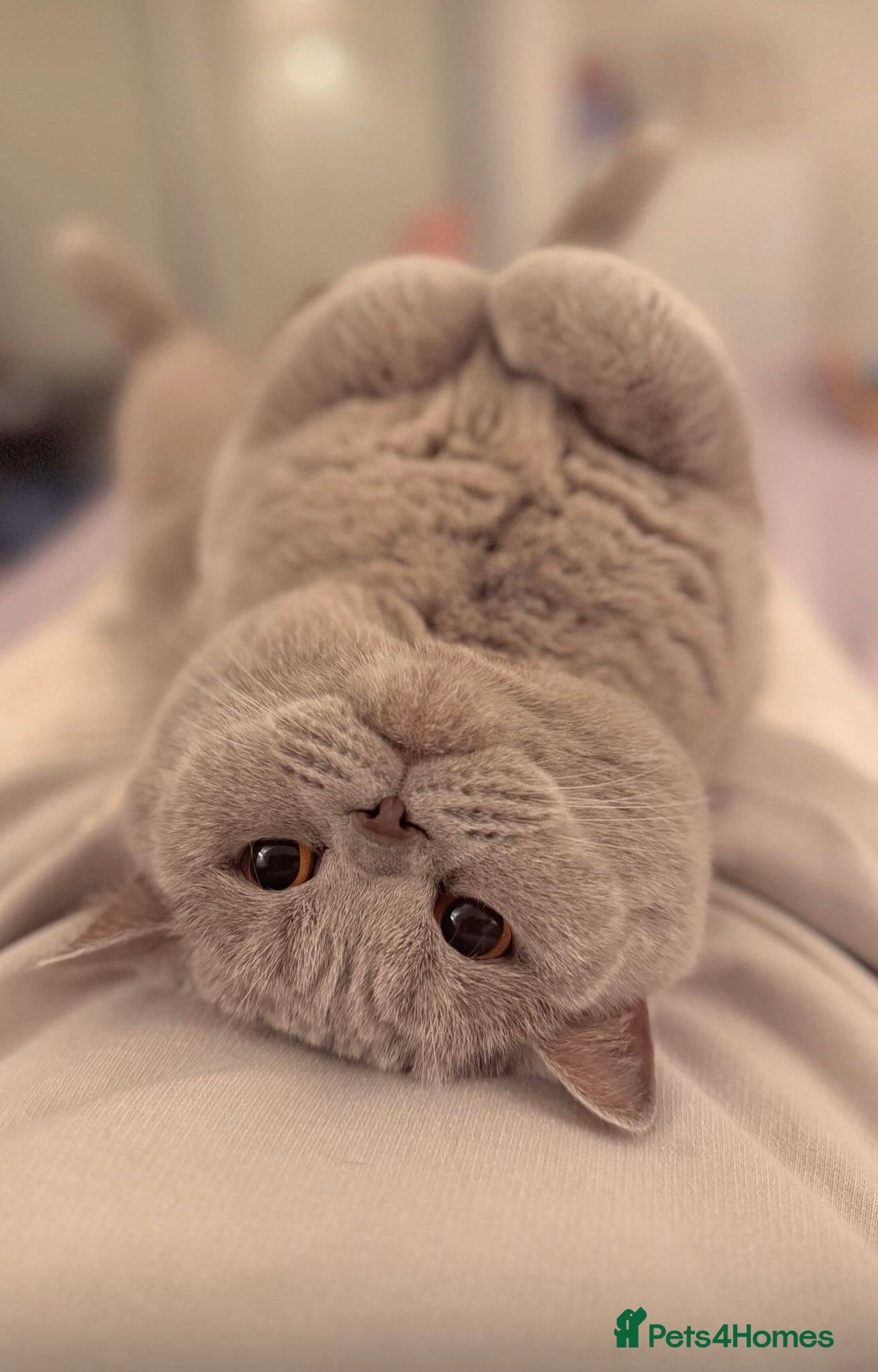 British Shorthair cats Gorgeous 4 Year old British Shorthair  - Advert 3