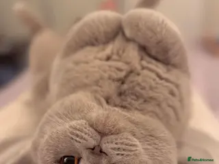 British Shorthair cats Gorgeous 4 Year old British Shorthair - Advert 3