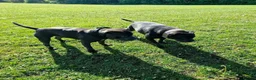 Staffordshire Bull Terrier dogs for stud: Kenbloom Mcintosh  - Advert 4