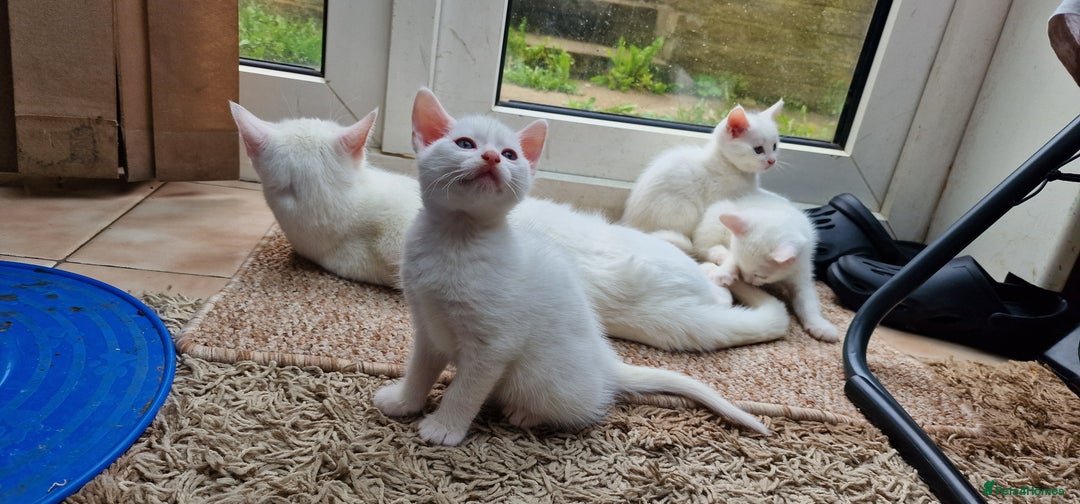 Mixed Breed cats for sale: White kittens. Ready Now. £150 each - Image 7