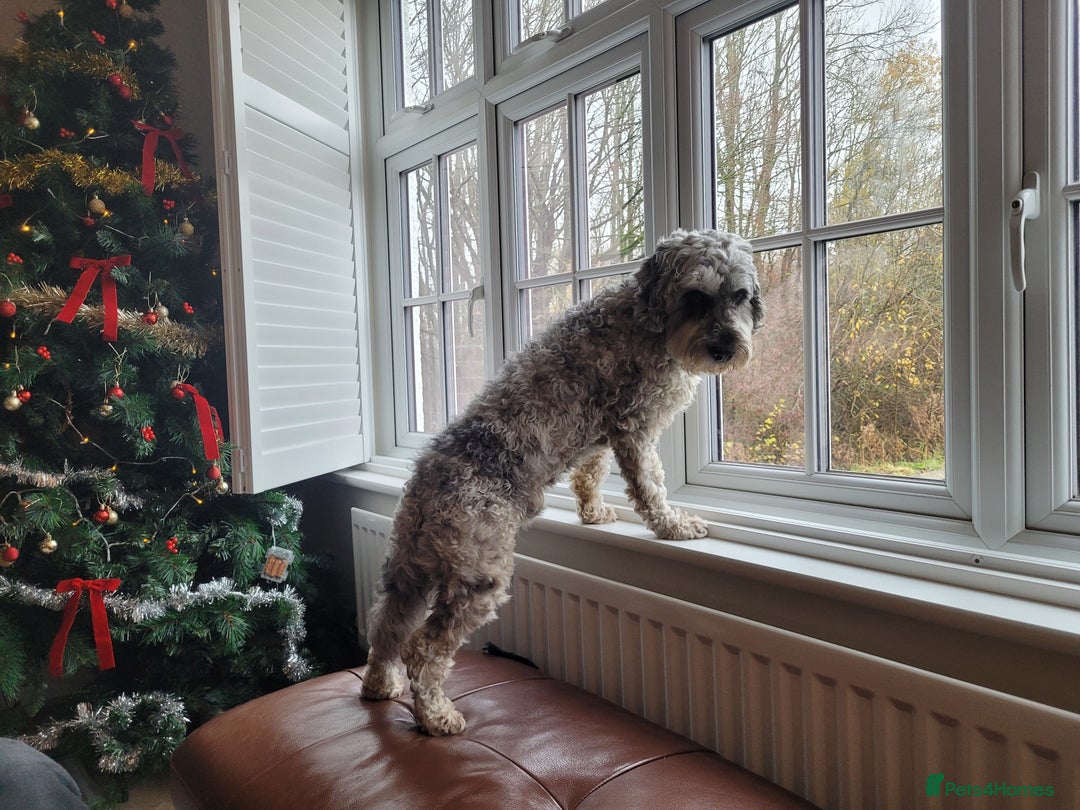 Cockapoo dogs for stud: Blue Merle F1B Miniature Cockapoo - West Midlands - Advert 8