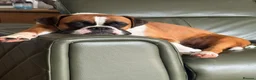 Boxer dogs for sale: 9 Month Female Boxer Puppy in Rochdale - Advert 1