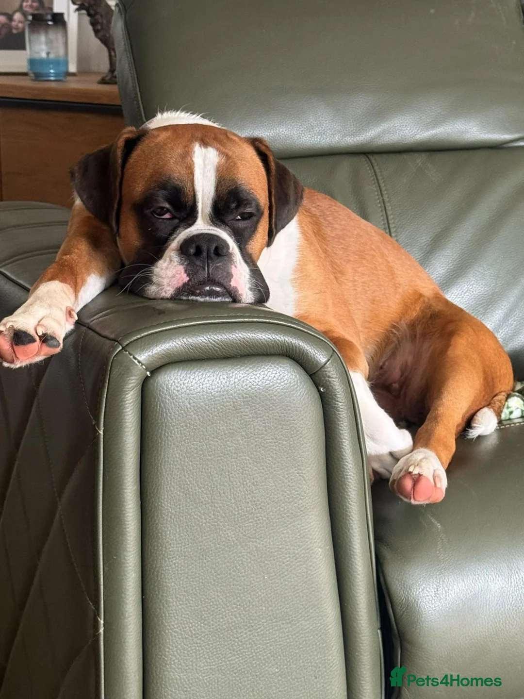 Boxer dogs for sale: 9 Month Female Boxer Puppy in Rochdale - Advert 1